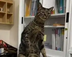 猫咪突然站在电话旁，被主人发现后露出“心虚”表情