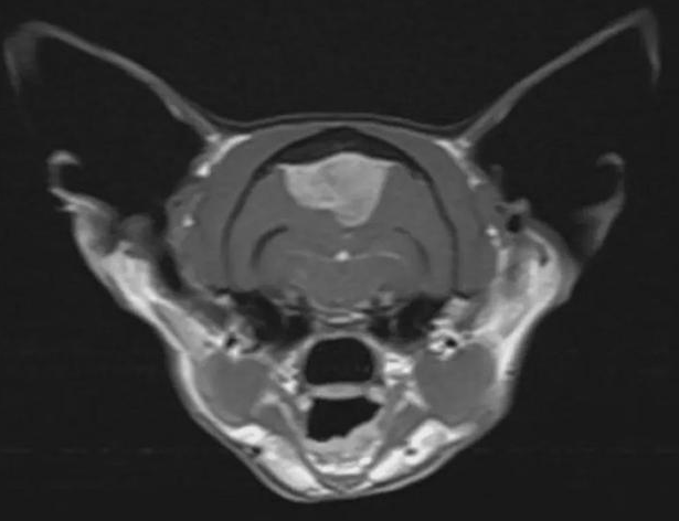 猫咪接受脑瘤手术，痊愈之后“返老还童”