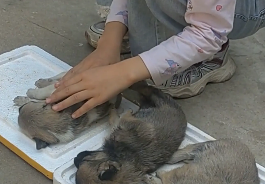 女儿把小奶狗成功哄睡。网友：从小就有当月嫂的天赋