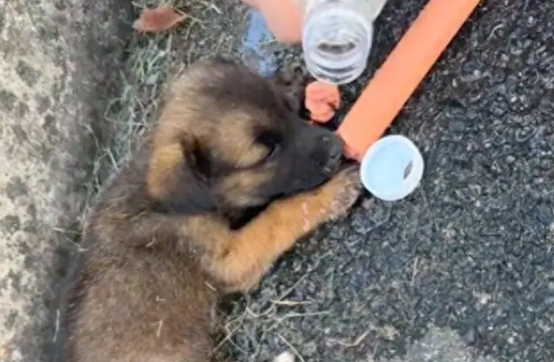 路上遇到一只痛苦嚎叫的小狗，不吃饭不喝水！