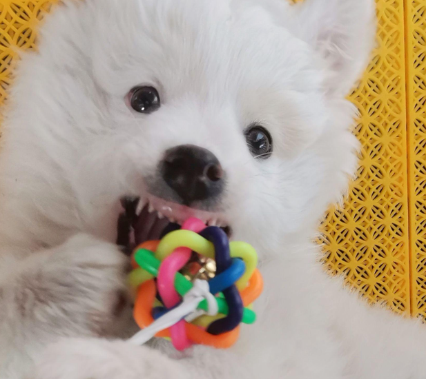 爱犬在宠物店暴毙！主人索赔精神损害抚慰金2万