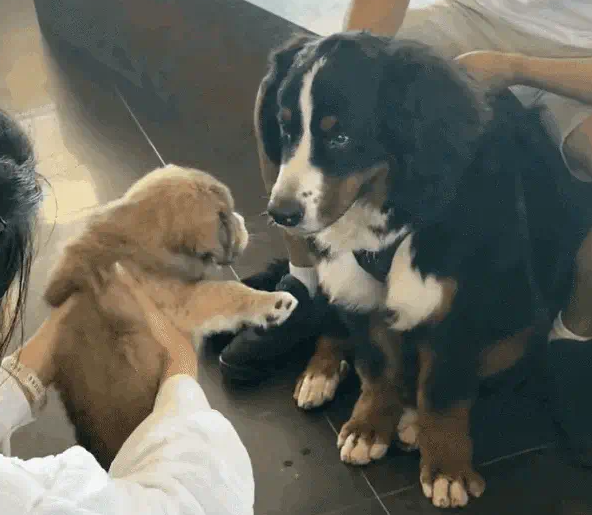 流浪三小只咖啡海报：JOJO呆萌小白酷， 小黄忧郁一扫而空！