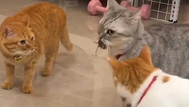 猫咪逮了一只蝉叼在嘴里。网友：京中有善口技喵