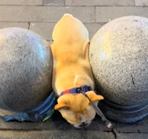 狗狗从两个石墩中间走，因太胖被卡在了里面！