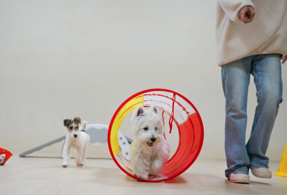 宠物狗也能上学堂！“00后”店长开了家“宠物托儿所”