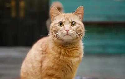 成都一猪肉加工点圈养大量流浪猫