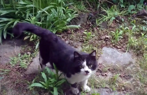羡慕家猫的流浪猫，连续6个月上门求收养，猫：我能加入你们吗？