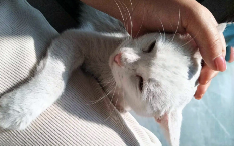 好心人喂了流浪猫半年，猫咪携礼物上门，还把小猫带给她看