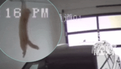 猫咪抓着管道下不来，急得嗷呜叫