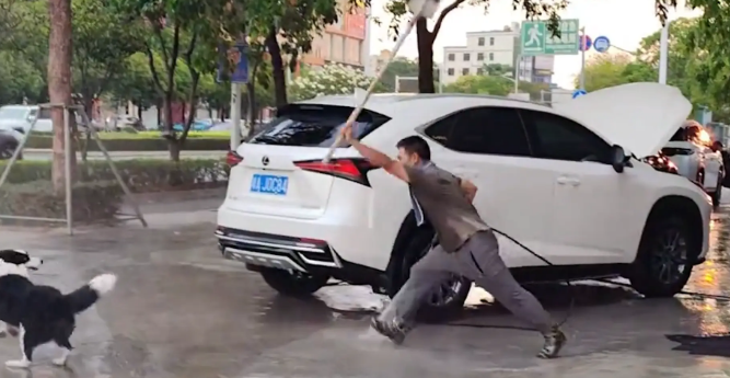 边牧蹭洗车店的水洗澡，店主赶其走