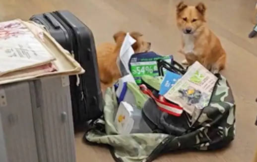 主人要搬家了，收养的流浪狗还以为又被遗弃！