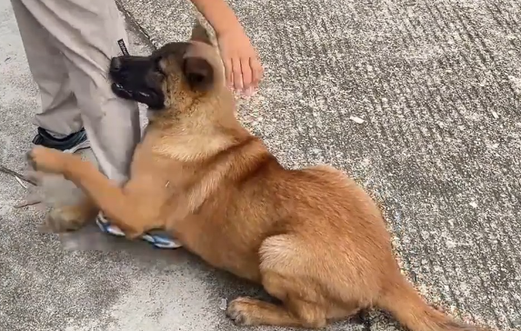 狗狗抱住小男孩就是不走，视频引发热议