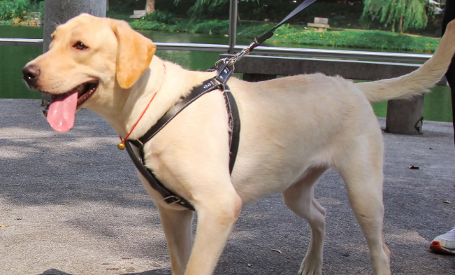 狗狗虽然可爱，但切记不要乱逗