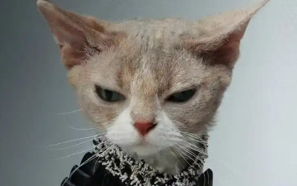 异宠医生、训犬师、宠物服装设计师……