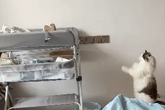 婴儿哭闹，猫咪对着婴儿床拜了又拜。网友：带娃哪有不疯的 