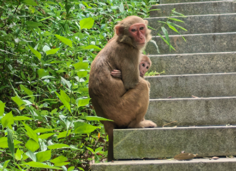 贵阳一景区保安大爷用弹弓赶猴子，被自称南京游客指着骂