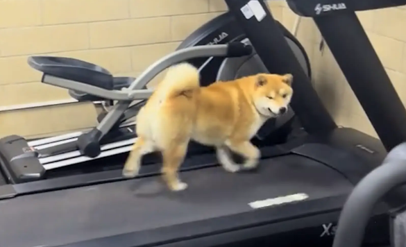 柴犬会在跑步机上跑步锻炼。网友：狗都比我自律
