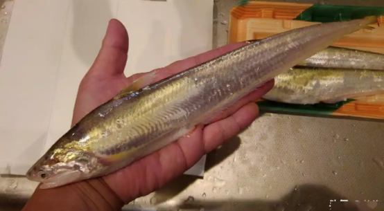 长江禁渔4年多，刀鱼数量回升！