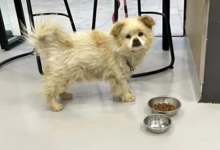 那只被丢在机场，四处寻找主人的狗狗，没找到主人却有了家