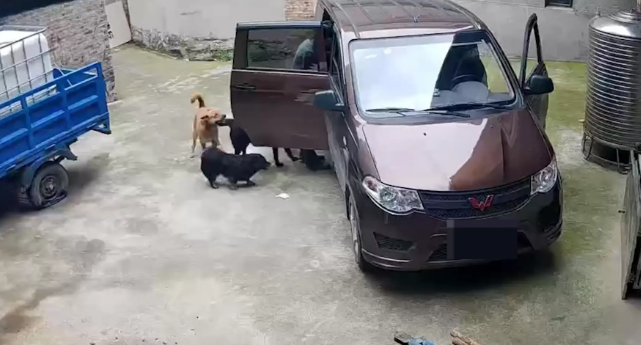 男子忘记关车门，狗子开车撞了墙