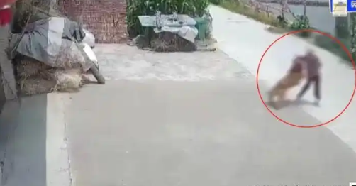 八旬老人被邻居金毛扑倒致死，赔付40余万