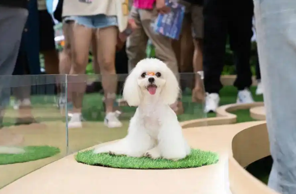 刷脸识狗！“毛孩子”们也有自己的“实名认证”了