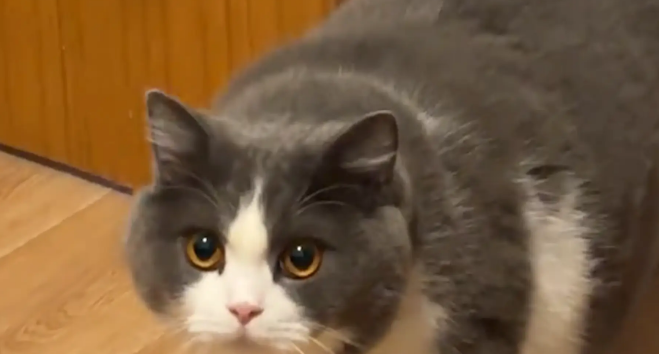 猫咪开门进房间吹空调。网友：一辆猫车慢慢开了进来