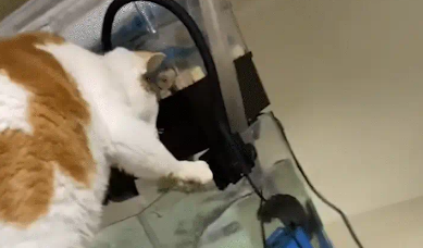 猫咪喜欢把爪子伸进鱼缸里捞鱼。网友：放个电鳗在鱼缸里