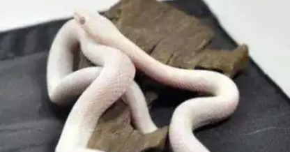 网上买“异宠”，当心被骗！