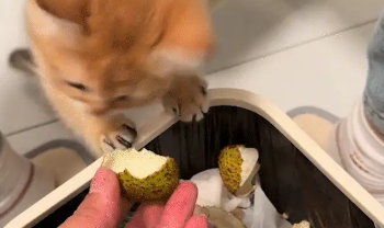 猫咪拒绝主人给的荔枝壳，头摇得跟拨浪鼓一样