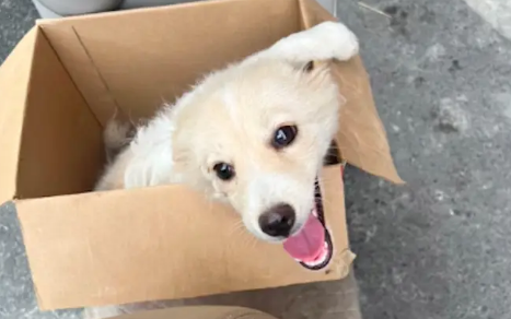 被车撞伤的流浪狗没人救，过了几天又被撞第二次，双腿都断了！ 