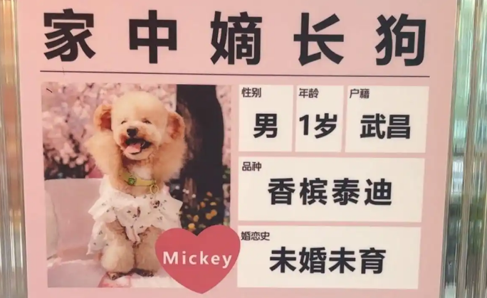 “这届年轻人开始为宠物包办婚姻”，商场“宠物相亲角”走红