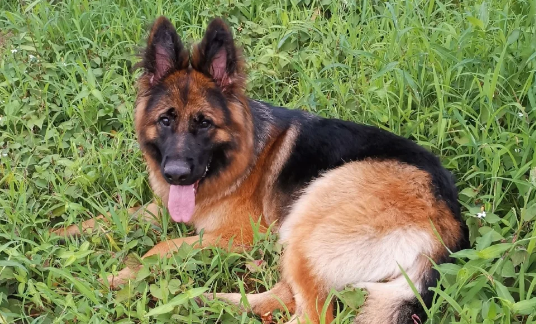 德牧奋不顾身，只为雪地救主