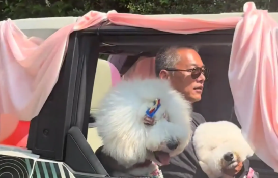 女子受邀参加狗狗的婚礼，现场热闹非凡！