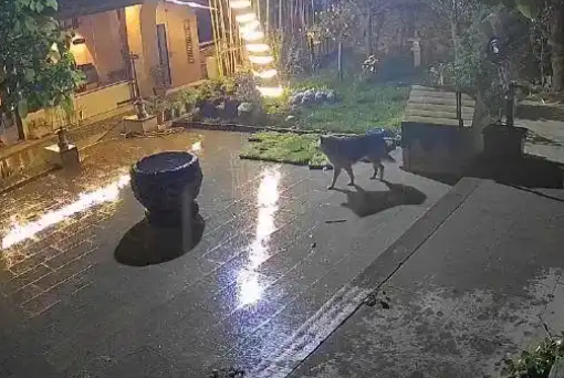 疑似秦岭野生狼溜入居民家中，当事人：当时正在炖羊