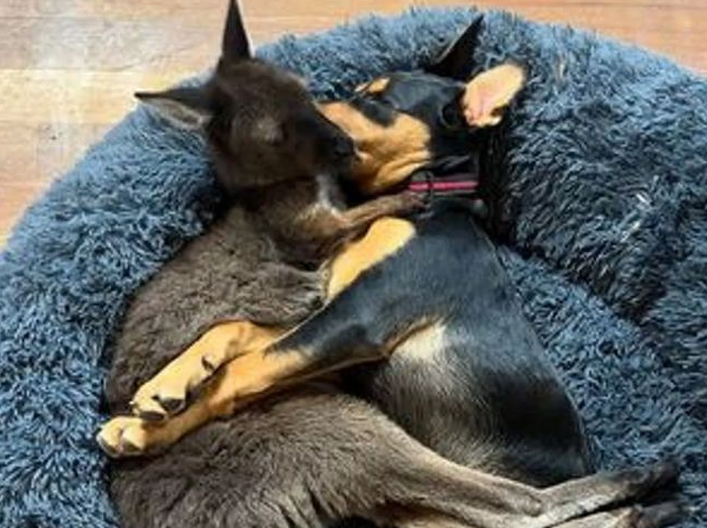 女子路遇孤儿袋鼠，用奶瓶喂养它长大