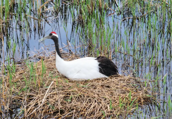 又一巢丹顶鹤筑巢！锦州华地城湿地今年已有两对成功落户 