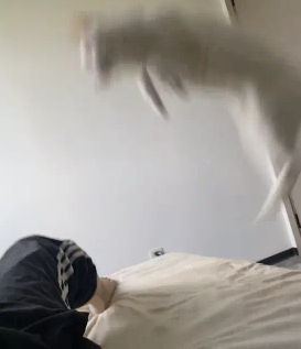 男子放屁把猫熏得弹射起飞。网友：你一屁把它崩飞了 