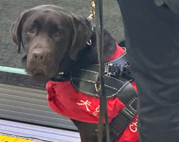 深圳酒店拒绝导盲犬后续：从冲突到示范的蜕变