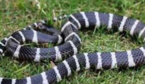 天气回暖，谨防蛇伤害