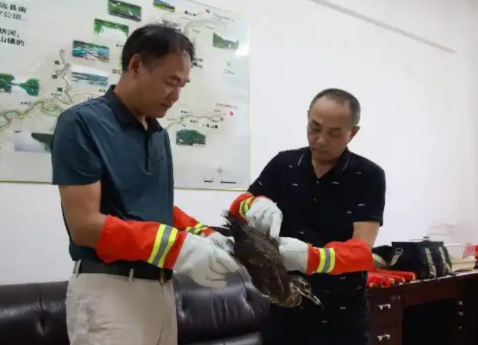 江西安远：首次发现国家一级保护野生动物海南鳽