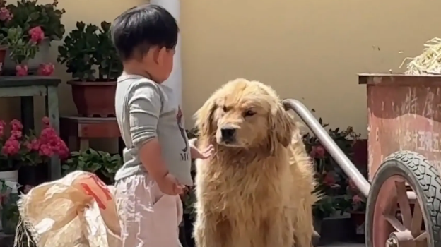 金毛吃了小孩递的饼干，又被要回去，狗子的表情很无语