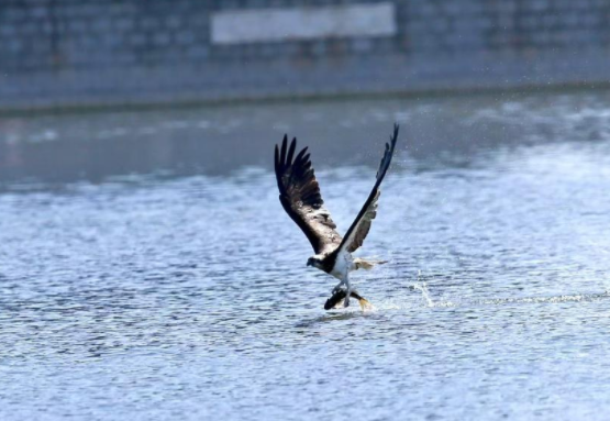 国家二级保护动物鹗在莲花池畔上演 “捕鱼大片”