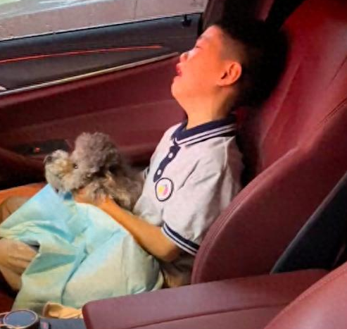 因主人疏忽狗跑到马路上被撞死，儿子知道后哭的不能自已