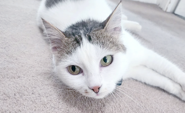 猫界CP巨蛋小子VS司马猫，谁才是真正的顶流？