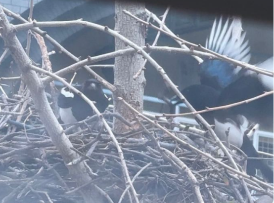 杭州一学校喜鹊筑巢，拍下视频的老师被打动