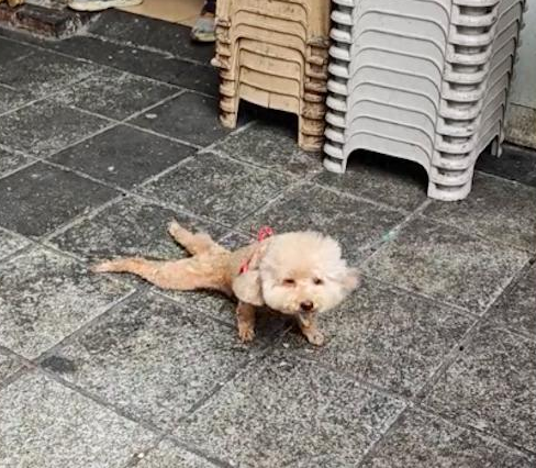 泰迪为了讨吃的，竟然装瘫痪在地上来回爬！