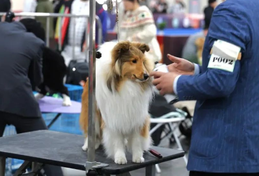 南京举办宠物美容大赛，助力它经济发展