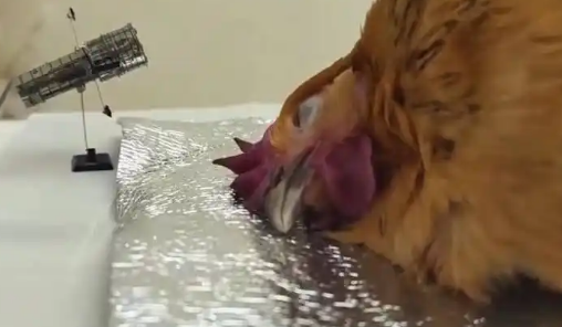 成都宠物殡葬师2年“送走”2000只宠物