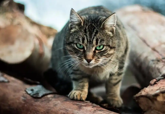 流浪猫竟是生态杀手？每年37亿鸟类被夜猫捕食背后的人猫大战
